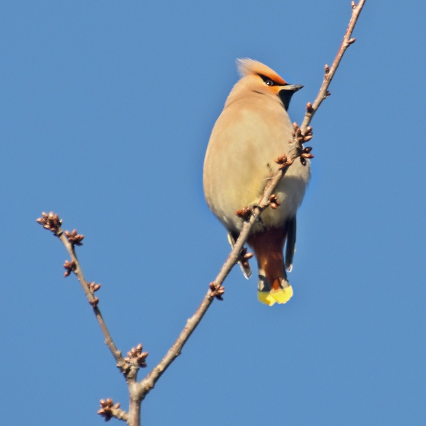 chochláč severský Bombycilla garrulus