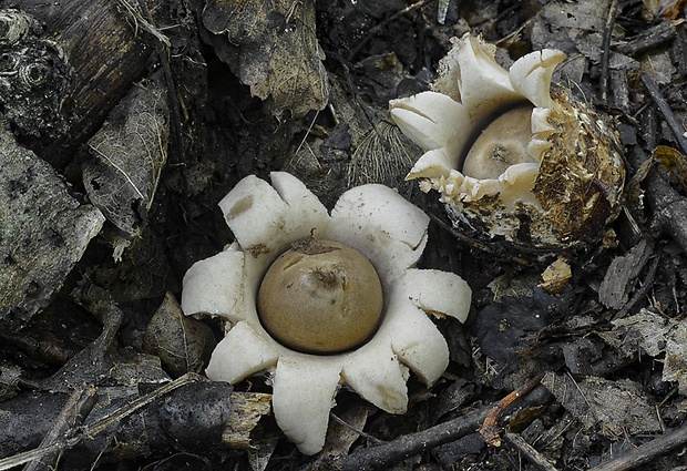 hviezdovka mechovitá Geastrum saccatum Fr.