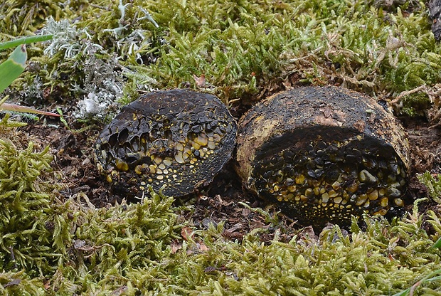 hráškovec obyčajný Pisolithus arhizus (Scop.) Rauschert