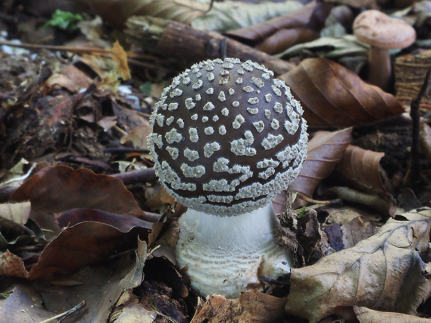 muchotrávka hrubá Amanita excelsa (Fr.) Bertill.