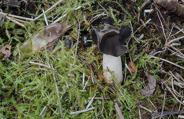 chriapač pieskomilný Helvella leucopus Pers.