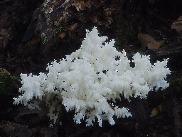 koralovec bukový Hericium coralloides (Scop.) Pers.