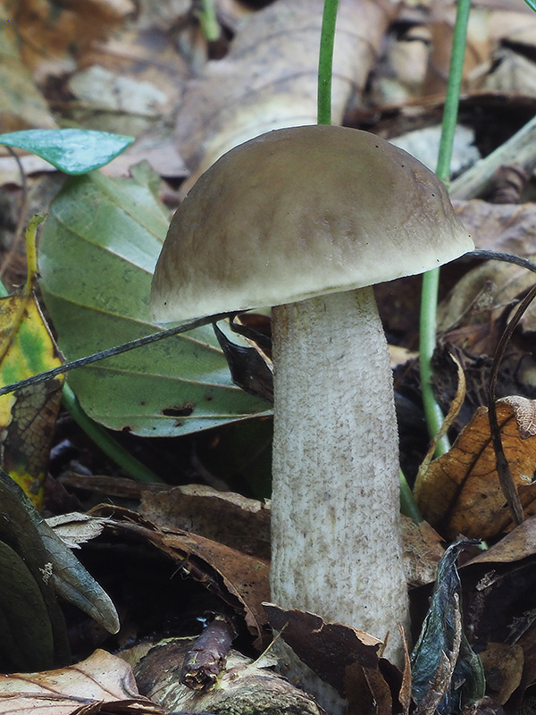 kozák hrabový Leccinum pseudoscabrum (Kallenb.) Šutara