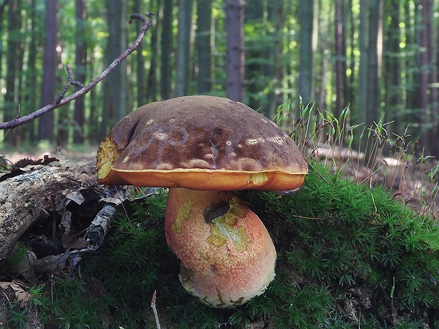 hríb zrnitohlúbikový Sutorius luridiformis (Rostk.) G. Wu & Zhu L. Yang