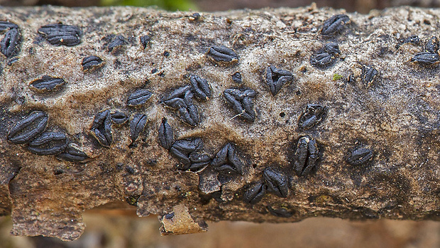 Hysterographium fraxini  (Pers.) De Not.