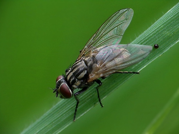 mucha dobytčia ♀ Musca autumnalis  (De Geer, 1776)