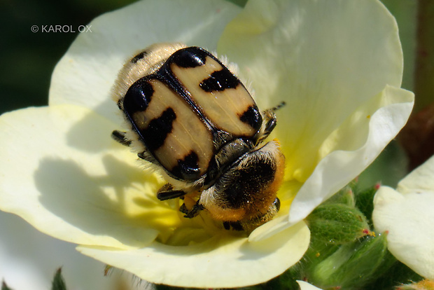 chlpáčik Trichius fasciatus