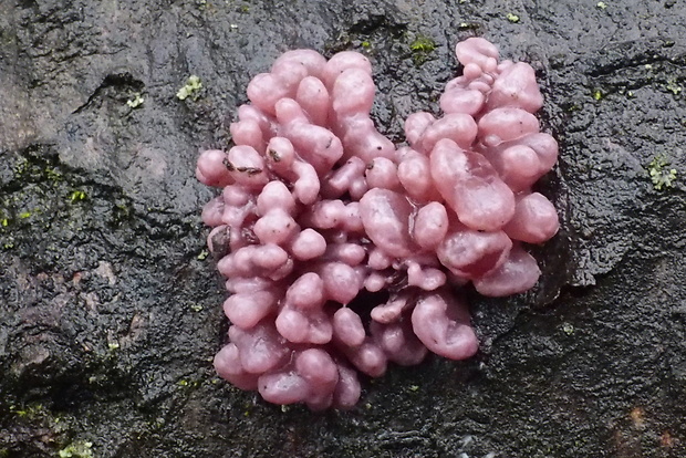 vrtidlovka Ascocoryne sp.