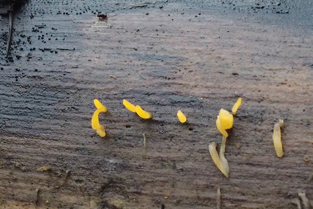 parôžkovec malý Calocera cornea (Fr.) Loud.