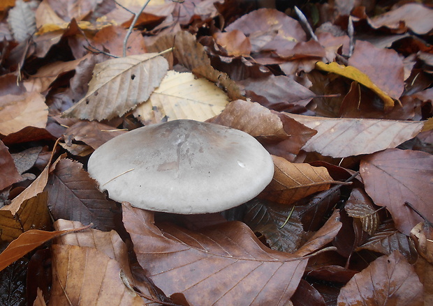 strmuľka inovaťová Clitocybe nebularis (Batsch) P. Kumm.