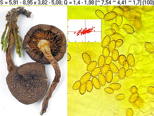 pavučinovec šafranový Cortinarius croceus (Schaeff.) Gray