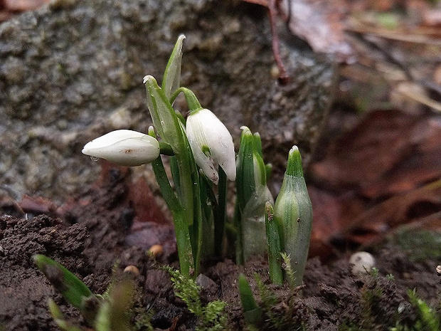 snežienka jarná Galanthus nivalis L.