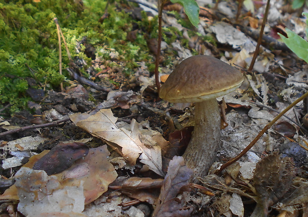 kozák hrabový Leccinum pseudoscabrum (Kallenb.) Šutara