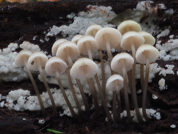 prilbička  Mycena arcangeliana Bres.