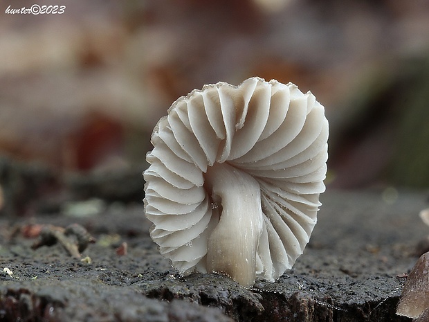 prilbička hnedosivá Mycena tintinnabulum (Paulet) Quél.