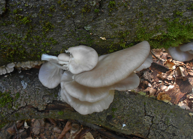 hliva buková Pleurotus pulmonarius (Fr.) Quél.