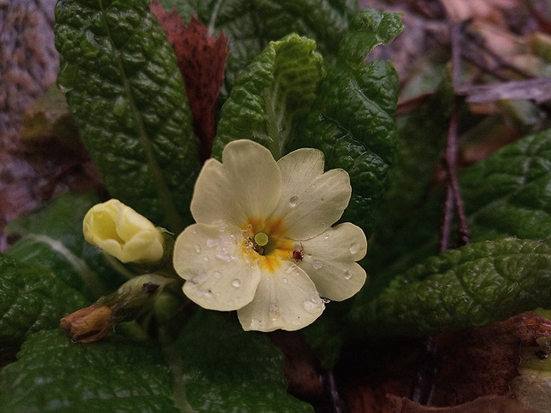 prvosienka bezbyľová Primula acaulis (L.) L.