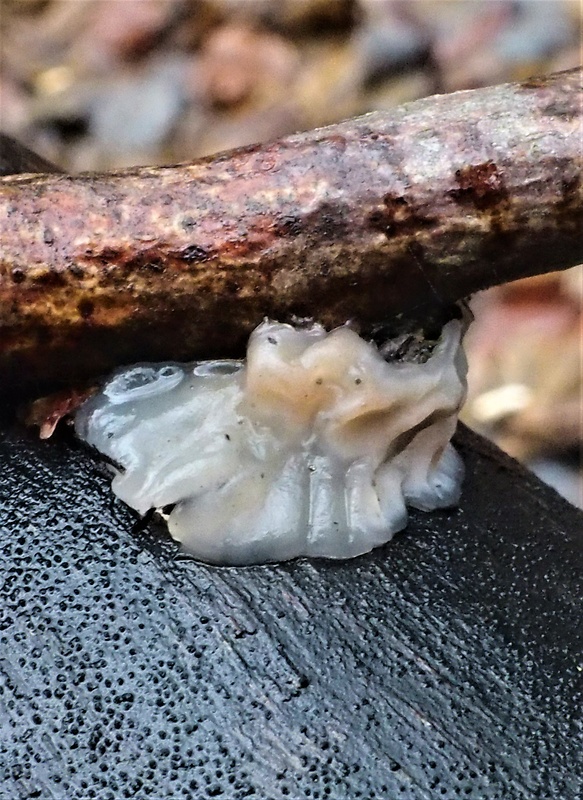 rosolovka sp. Tremella sp. (Pers.) Pouzar