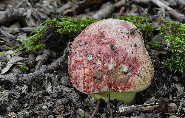 hríb kráľovský Butyriboletus regius (Krombh.) D. Arora & J.L. Frank