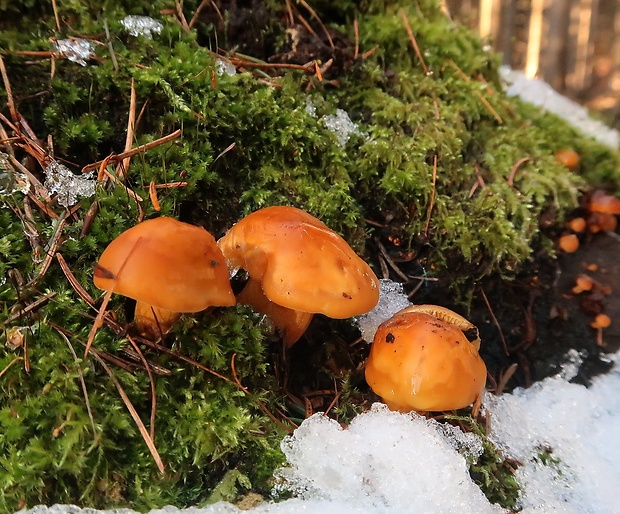 plamienka Flammulina sp.