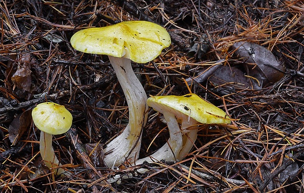 šťavnačka smrekovcová Hygrophorus lucorum Kalchbr.