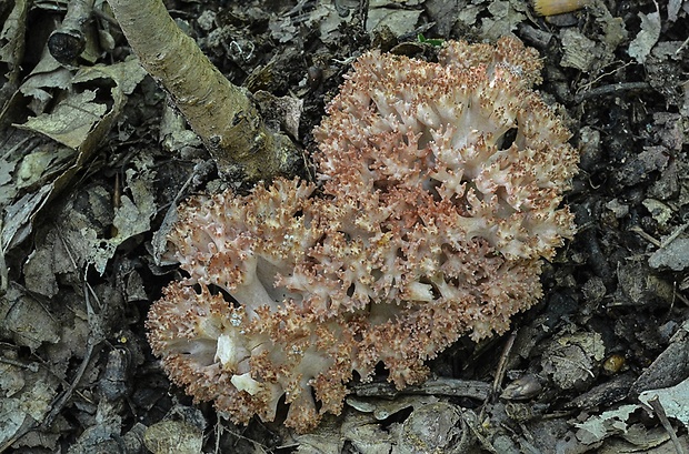 strapačka koralovitá Ramaria botrytis (Pers.) Ricken