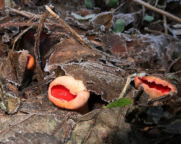 ohnivec Sarcoscypha sp.