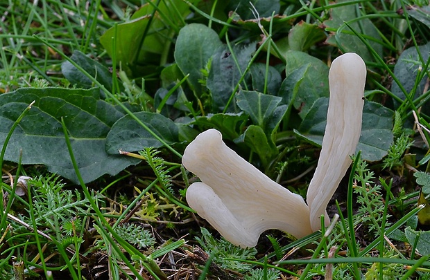 kyjačik Clavaria sp.