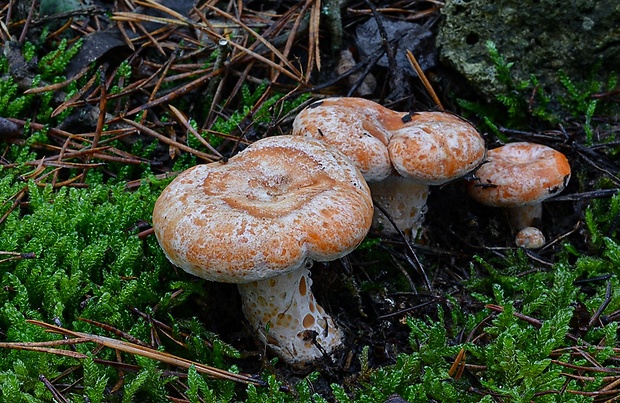 rýdzik pravý Lactarius deliciosus (L.) Gray