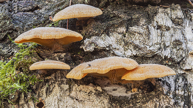 hlivník hniezdovitý Phyllotopsis nidulans (Pers.) Singer