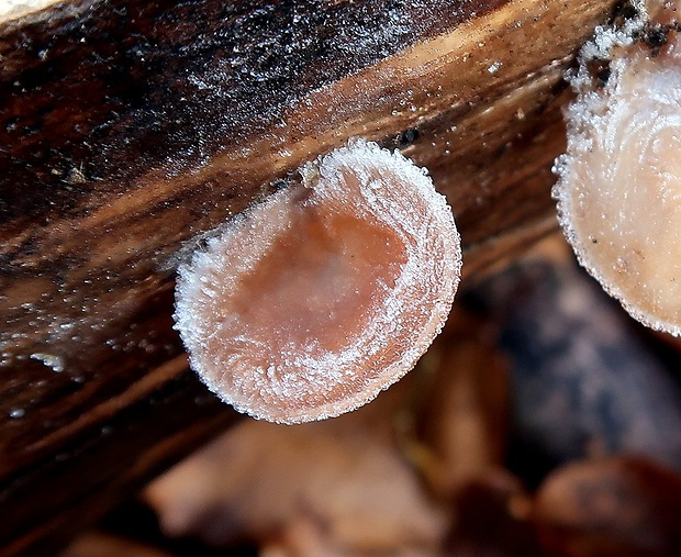 uchovec bazový Auricularia auricula-judae (Bull.) Quél.