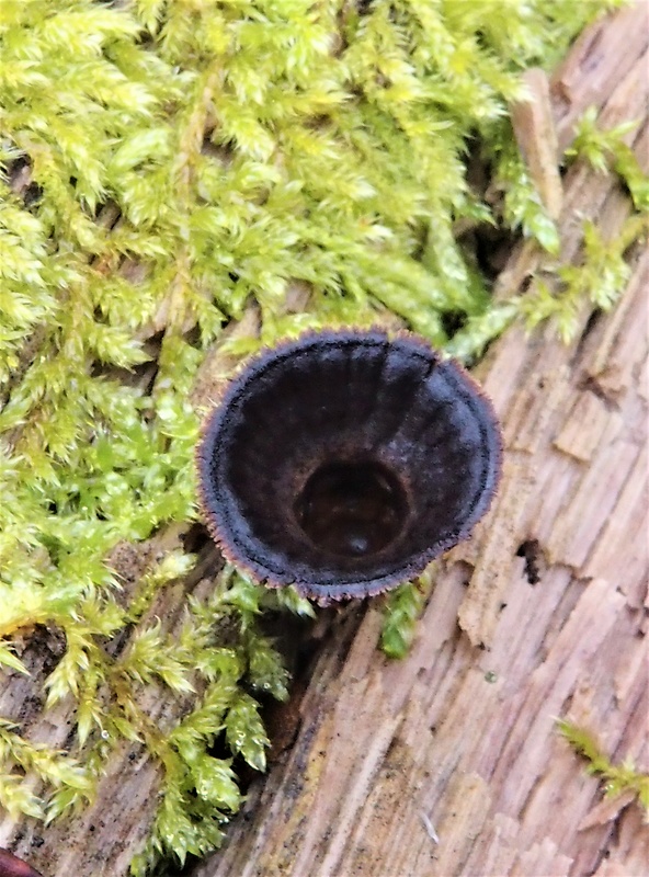 čiaškovec pásikavý Cyathus striatus (Huds.) Willd.