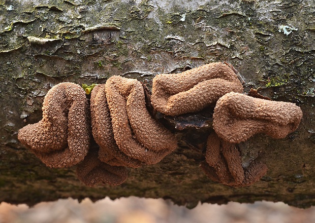 dutinovka otrubnatá Encoelia furfuracea (Roth) P. Karst.