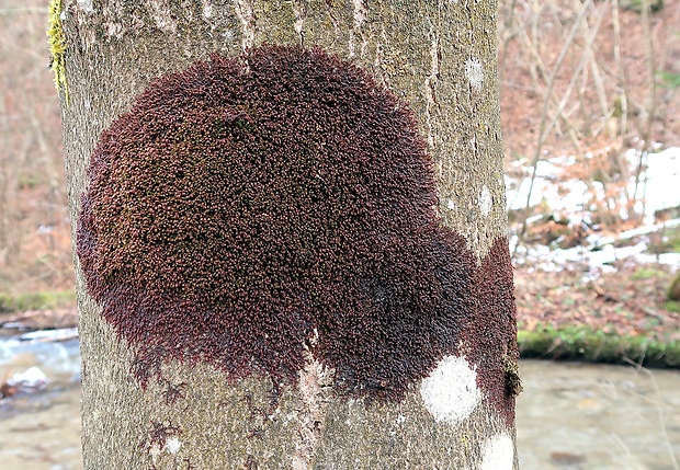 dukátovka rozšírená Frullania dilatata (L.) Dumort.