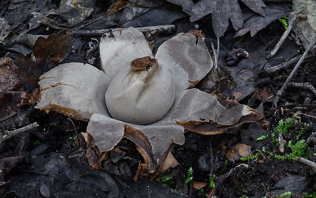 hviezdovka trojitá Geastrum triplex Jungh.