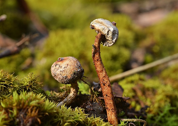 stopkovec zimný Tulostoma brumale Pers.