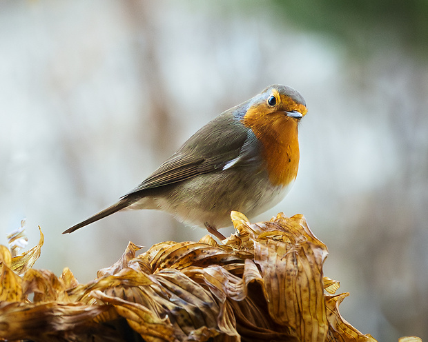 červienka obyčajná Erithacus rubecula