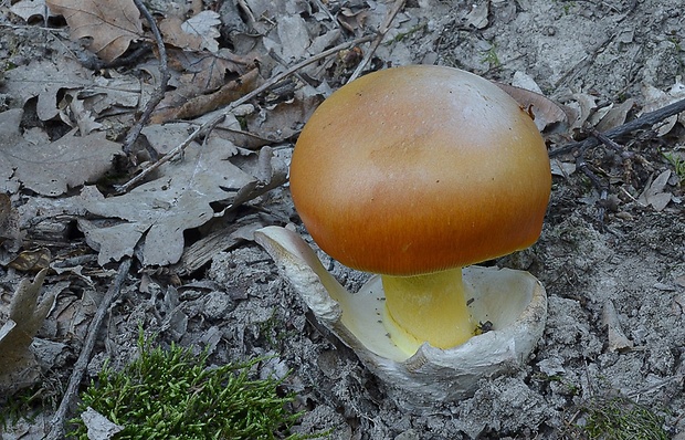 muchotrávka cisárska Amanita caesarea (Scop.) Pers.