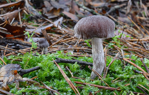 pavučinovec Cortinarius sp.