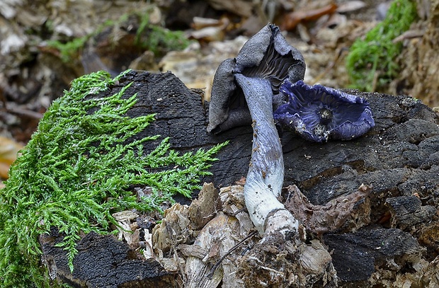 hodvábnica fialovomodrá Entoloma euchroum (Pers.) Donk