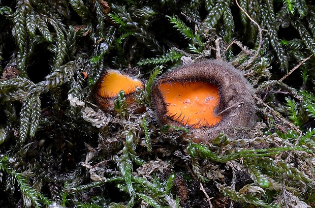 humária Humaria aurantia (Clem.) Häffner, Benkert & Krisai