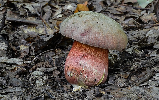 hríb Le Galovej Rubroboletus legaliae (Pilát & Dermek) Della Maggiora & Trassin.