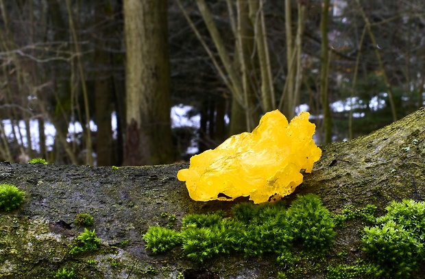 rôsolovka zlatožltá Tremella mesenterica Retz.