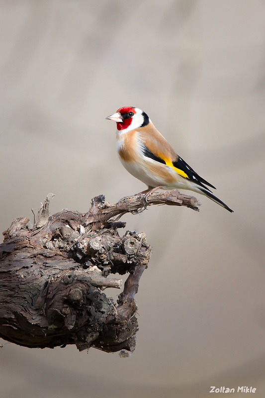 stehlík obyčajný Carduelis carduelis