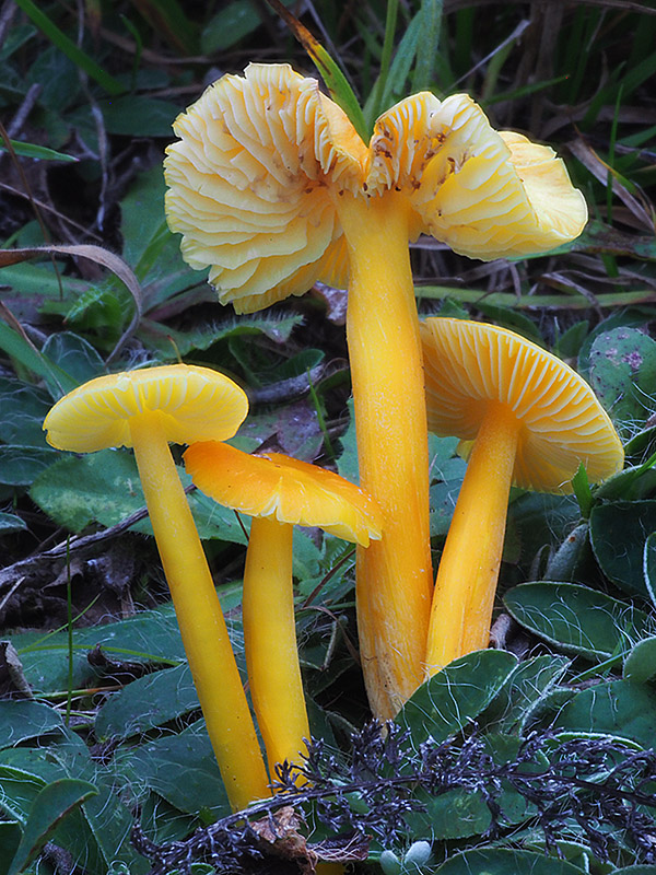 lúčnica citrónovožltá Hygrocybe chlorophana (Fr.) Wünsche