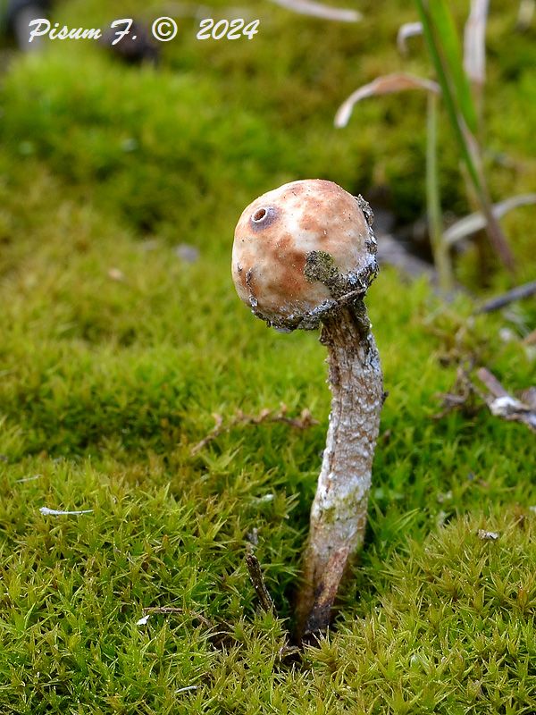 stopkovec zimný Tulostoma brumale Pers.