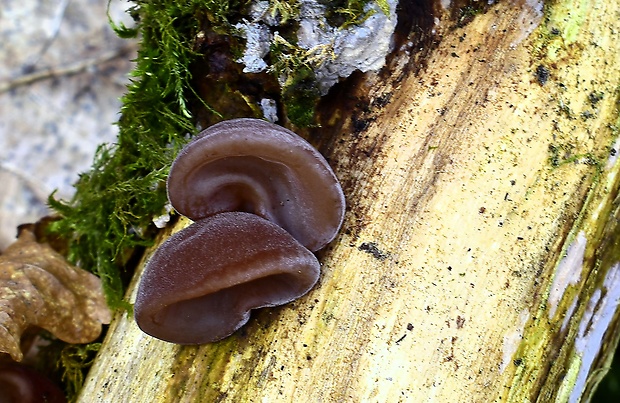 uchovec bazový Auricularia auricula-judae (Bull.) Quél.