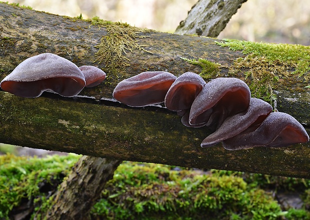 uchovec bazový Auricularia auricula-judae (Bull.) Quél.