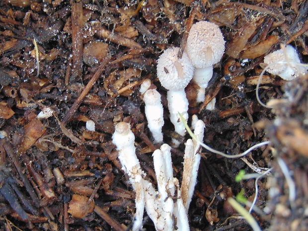 hnojník Coprinus sp.