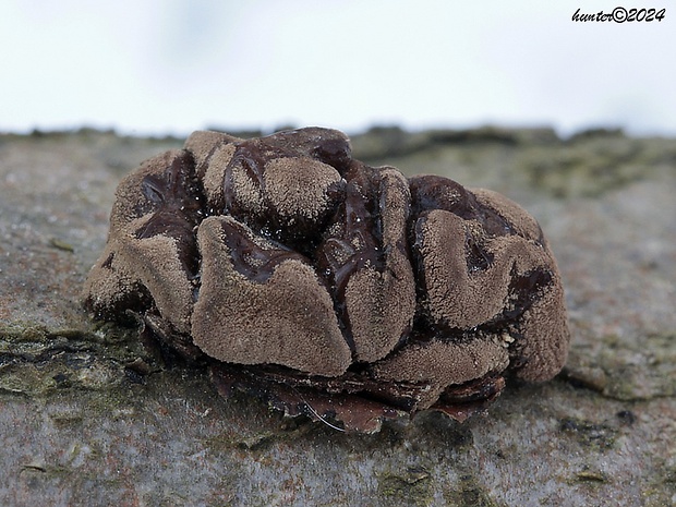 dutinovka otrubnatá Encoelia furfuracea (Roth) P. Karst.